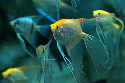 tank mates angelfish|freshwater angelfish compatible tank mates.